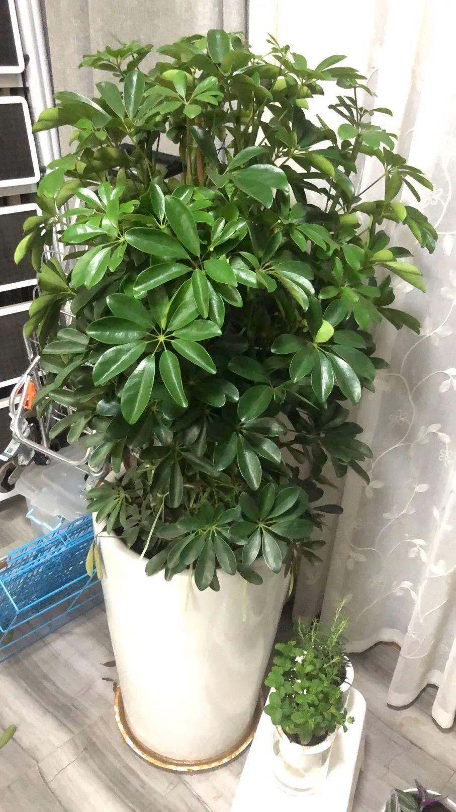 5種“耐蔭花”，適合種客廳，哪怕沒有光照，它們也可以活