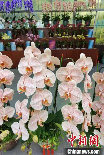 花卉南京市場(chǎng)有哪些_南京花卉市場(chǎng)_南京花卉市場(chǎng)營業(yè)時(shí)間