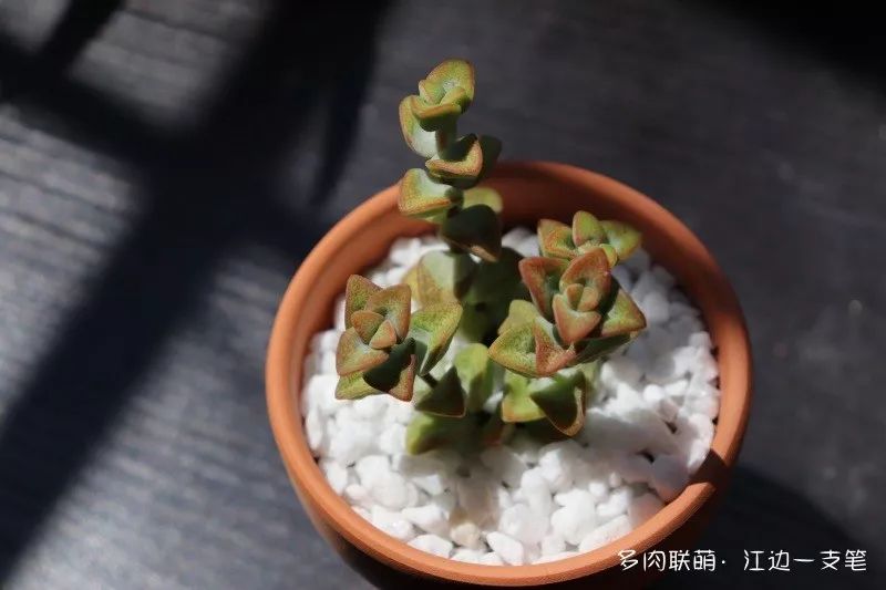 蝴蝶之舞多肉_多肉蝴蝶之舞的養(yǎng)殖方法_蝶舞多肉怎么養(yǎng)護