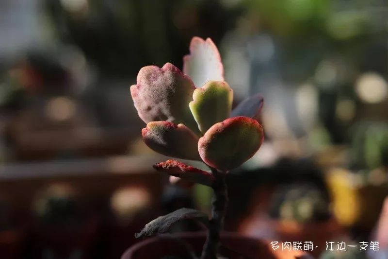 多肉蝴蝶之舞的養(yǎng)殖方法_蝶舞多肉怎么養(yǎng)護_蝴蝶之舞多肉