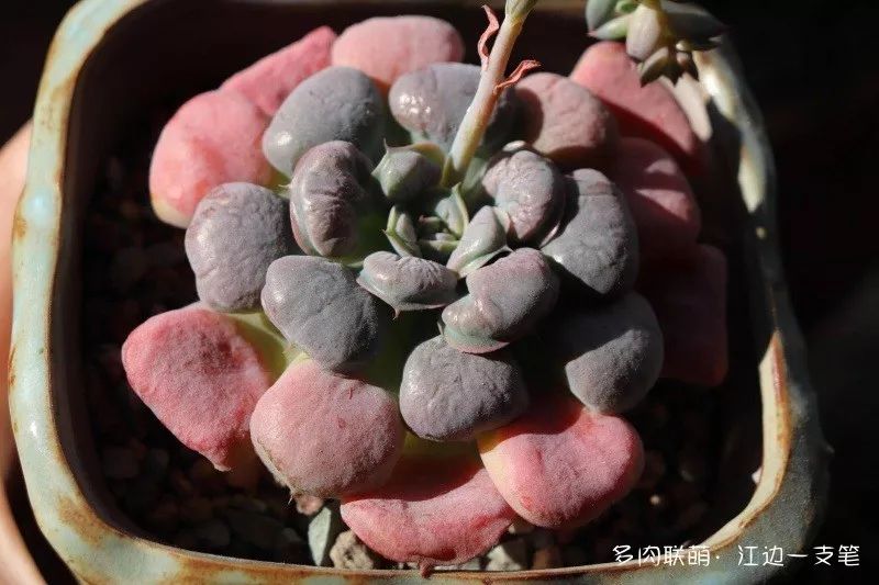 蝶舞多肉怎么養(yǎng)護_蝴蝶之舞多肉_多肉蝴蝶之舞的養(yǎng)殖方法
