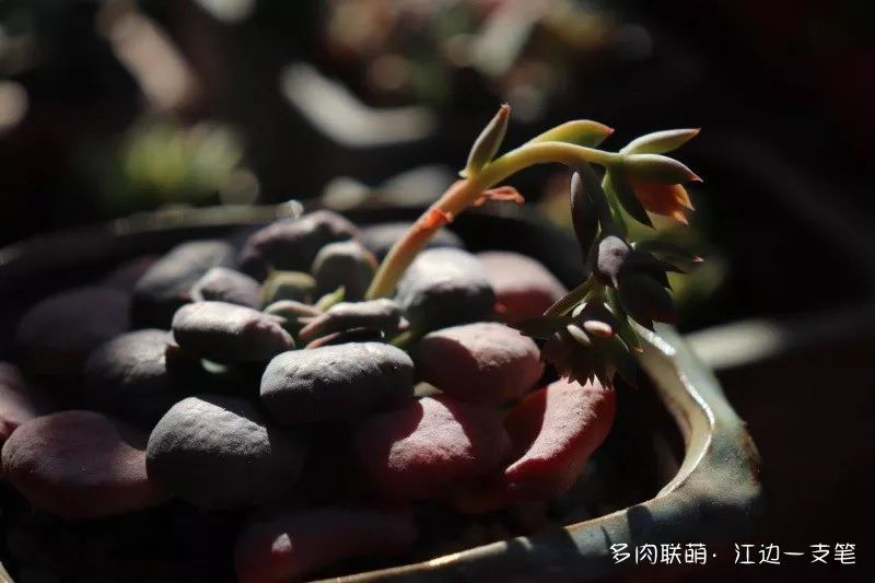 多肉蝴蝶之舞的養(yǎng)殖方法_蝶舞多肉怎么養(yǎng)護_蝴蝶之舞多肉