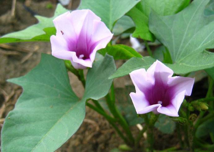 民諺“紅薯開花，夫妻分家”，這說法靠譜嗎？紅薯開花好不好？