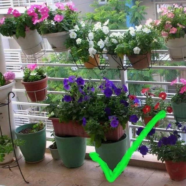 <strong>室內(nèi)養(yǎng)花別亂養(yǎng)!3種花是大忌，這6種花旺財(cái)又養(yǎng)人</strong>