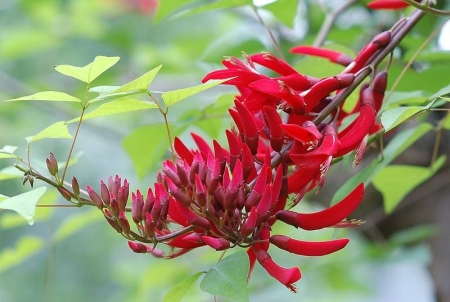 別人生日的時(shí)候應(yīng)該送什么鮮花？