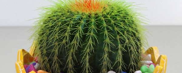 好養(yǎng)的植物盆栽有哪些