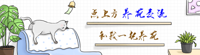 6種耐半陰的室內(nèi)開花植物，在窗臺(tái)上養(yǎng)著就能正常生長(zhǎng)開花