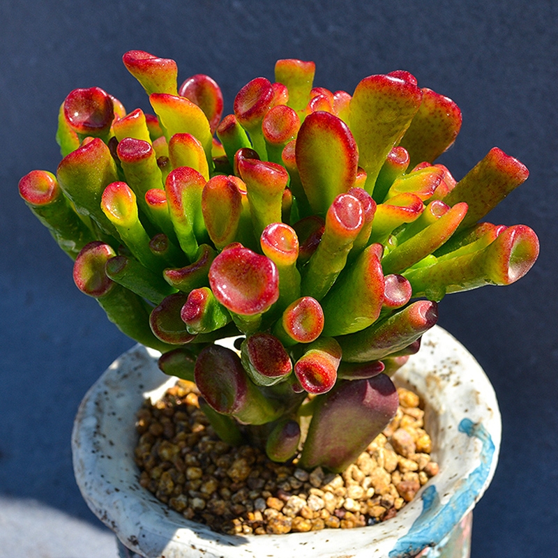 5種大氣又吉祥的盆栽年花，好看又好養(yǎng)，關(guān)鍵是寓意深遠(yuǎn)