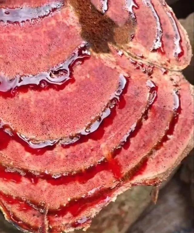 客廳裝飾植物_客廳裝飾綠植_客廳綠植如何擺放