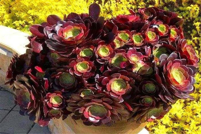 多肉紫羊絨，顏值高，爆頭快，養(yǎng)護牢記“9個字”，最適合新手