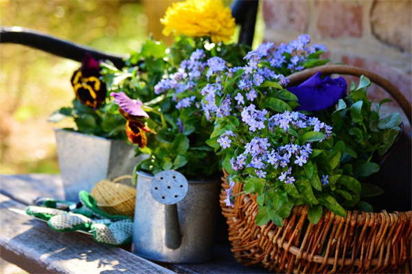 耐寒耐旱庭院常綠植物(耐旱耐寒的庭院綠植有哪些)