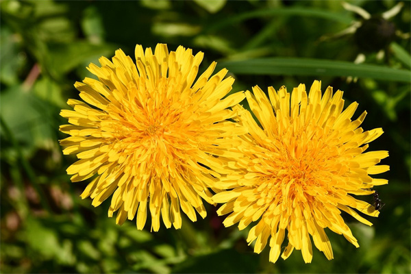 什么花對睡眠有好處(什么花有益睡眠)