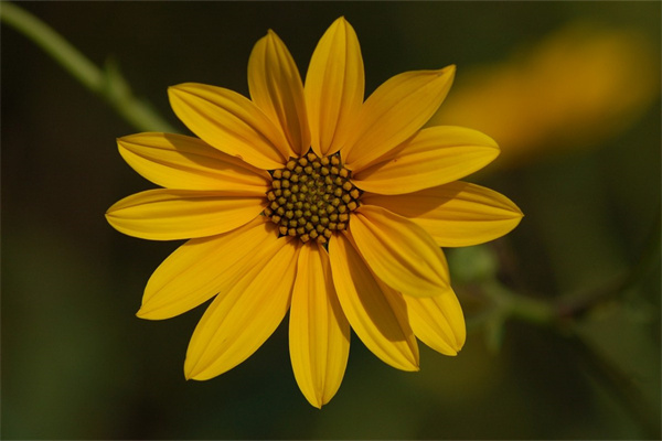 春天哪些花會開放(春天哪些花會開放?)