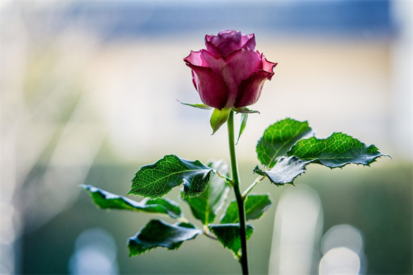 玫瑰刺兒(玫瑰刺心)