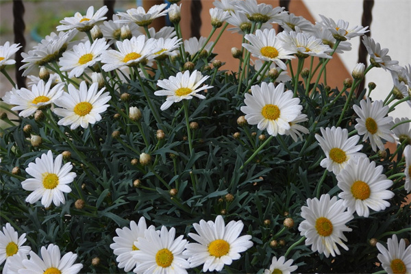 崇州白石花卉市場(崇州市花卉市場)